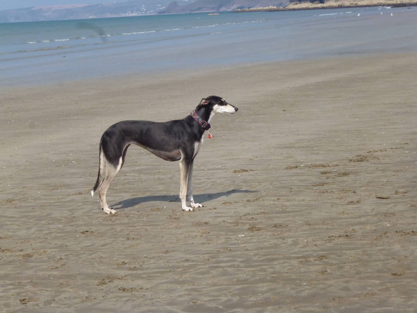 Black Saluki Dog On Beach