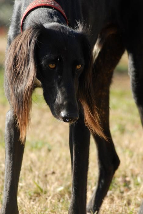 Black Saluki Dog With Long Ears