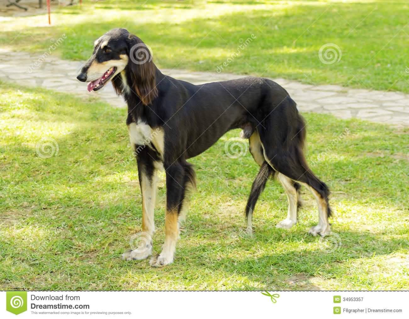 Black Tan Saluki Dog Standing On Grass