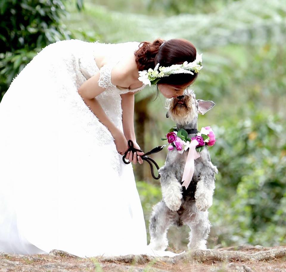 Bride Kissing Miniature Schnauzer Dog