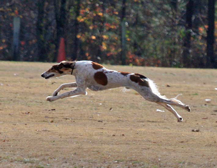 Brindle Saluki Dog Running
