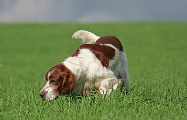 Brown And White English Setter Dog