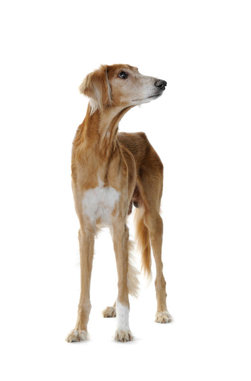Brown And White Young Saluki Dog Standing