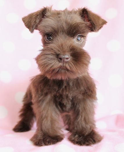 Brown Cute Miniature Schnauzer Puppy
