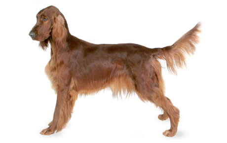 Brown Irish Setter Dog Picture