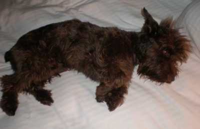 Brown Miniature Schnauzer Dog Laying On Bed