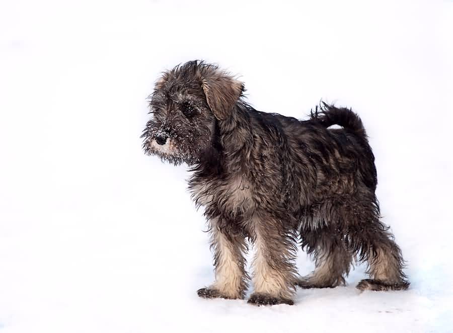 Brown Miniature Schnauzer Dog With Long Hair