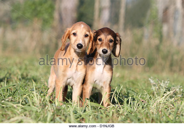 Brown Saluki Puppies Standing On A Meadow