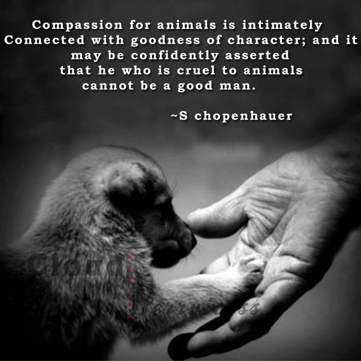 Compassion for animals is intimately associated with goodness of character, and it may be confidently asserted that he who is crue... Arthur Schopenhauer