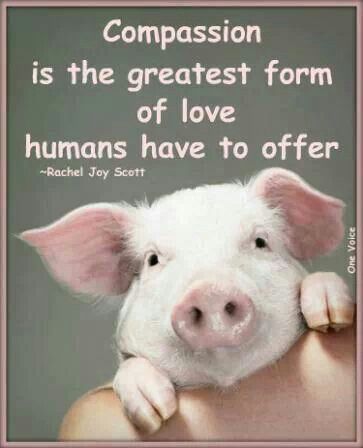 Compassion is the greatest form of love humans have to offer. Rachel Scott