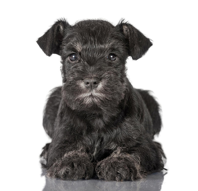 Cute Black Miniature Schnauzer Puppy Sitting Down