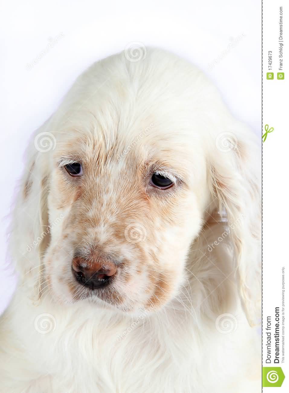 Cute English Setter Puppy Face Closeup Picture