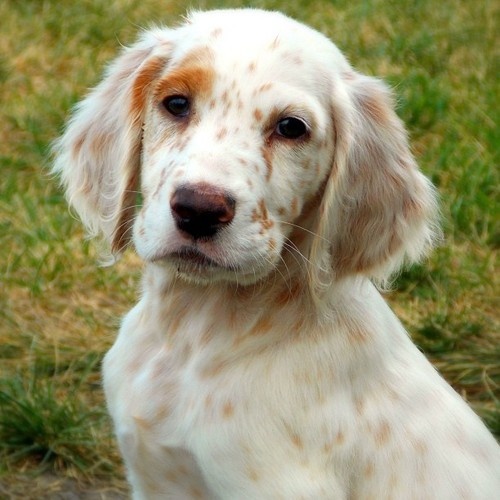 Cute English Setter Puppy Face