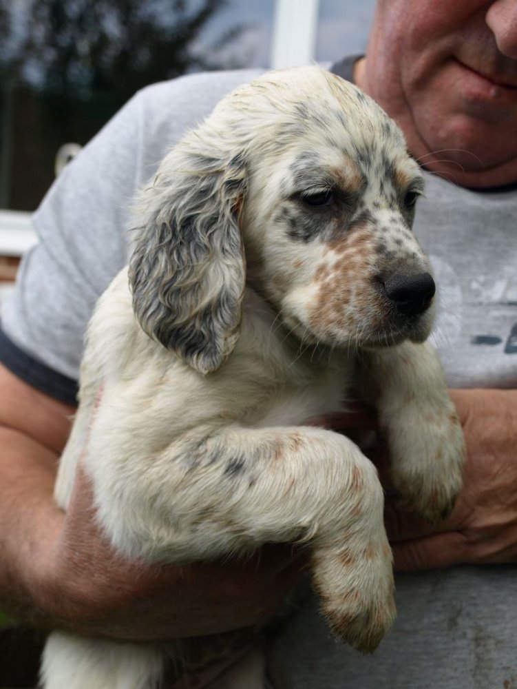 Cute English Setter Puppy In Hand