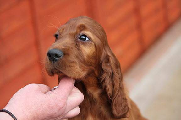 Cute Face Irish Setter Puppy