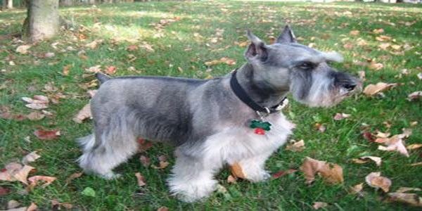 Cute Gray Miniature Schnauzer Dog With Short Tail