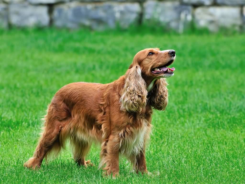 Cute Irish Setter Dog With Long Ears