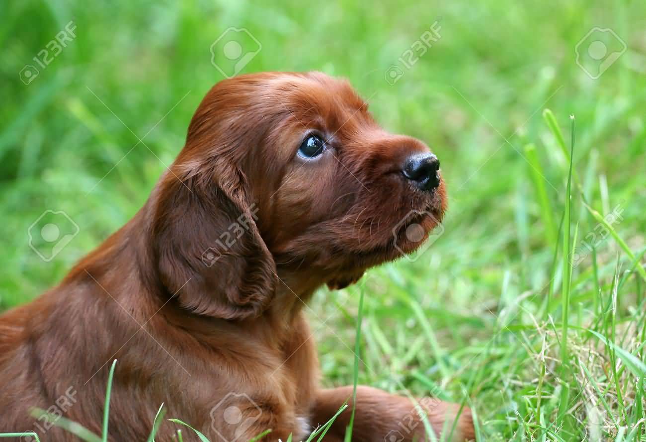 Cute Irish Setter Puppy Sitting On Grass