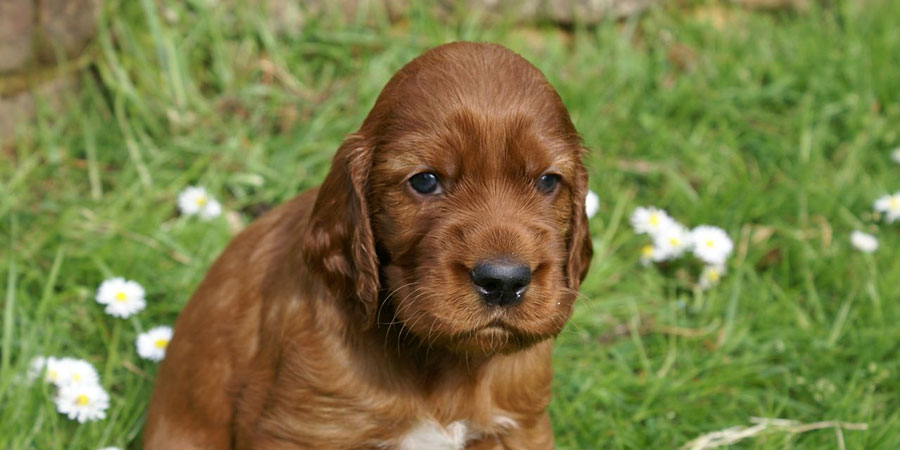 Cute Irish Setter Puppy