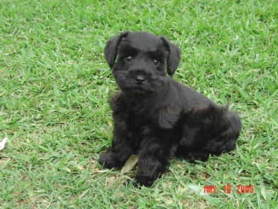 Cute Little Black Miniature Schnauzer Puppy