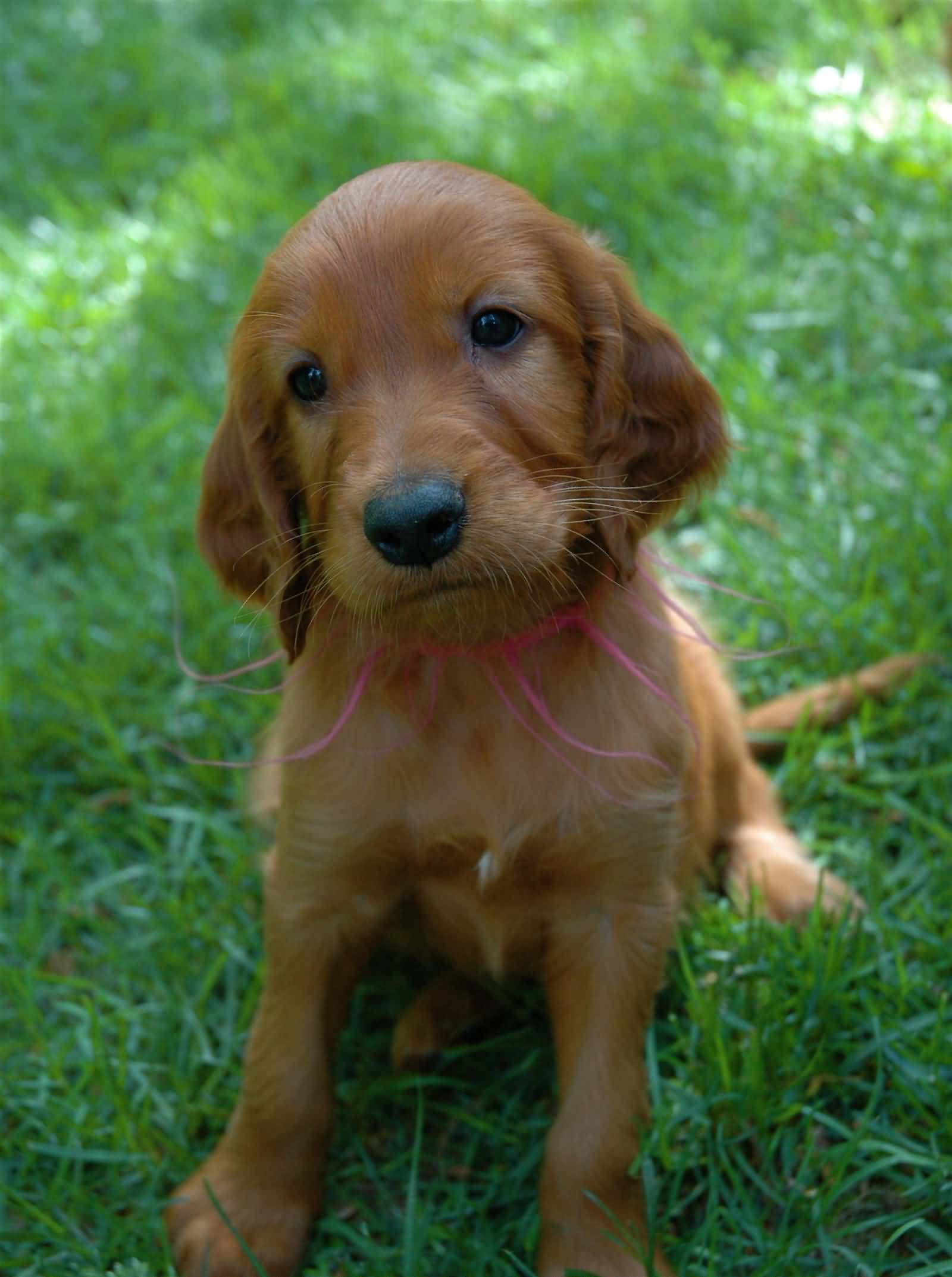 Cute Little Irish Setter Puppy Sitting On Grass