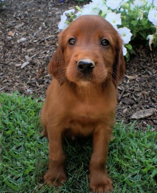 Cute Little Irish Setter Puppy