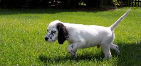 Cute Little Male English Setter Puppy Walking On grass