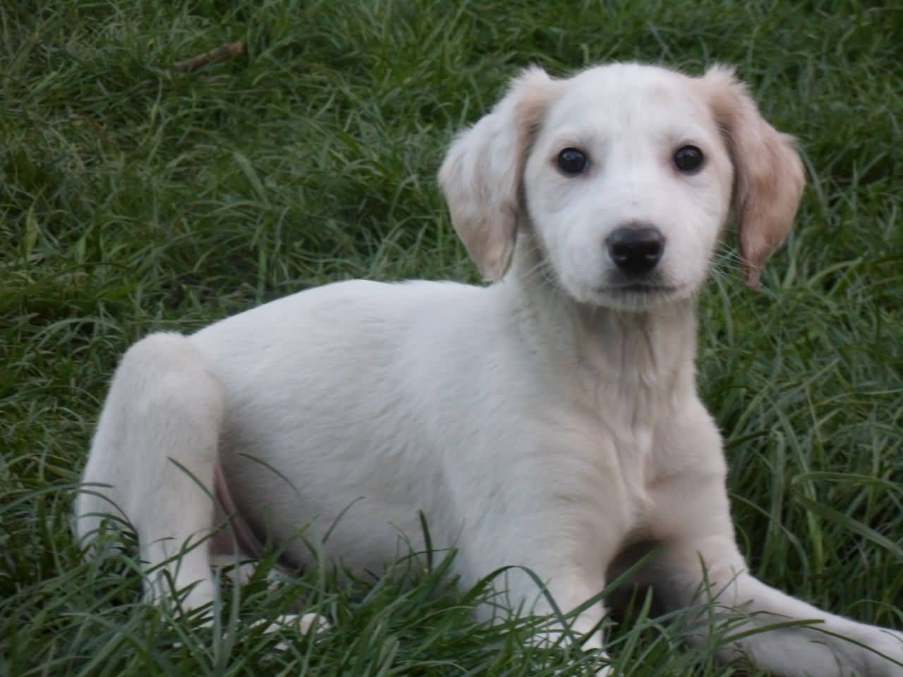 Cute Little White Saluki Puppy Sitting On Grass