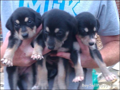Cute Tan Saluki Puppies In Hand