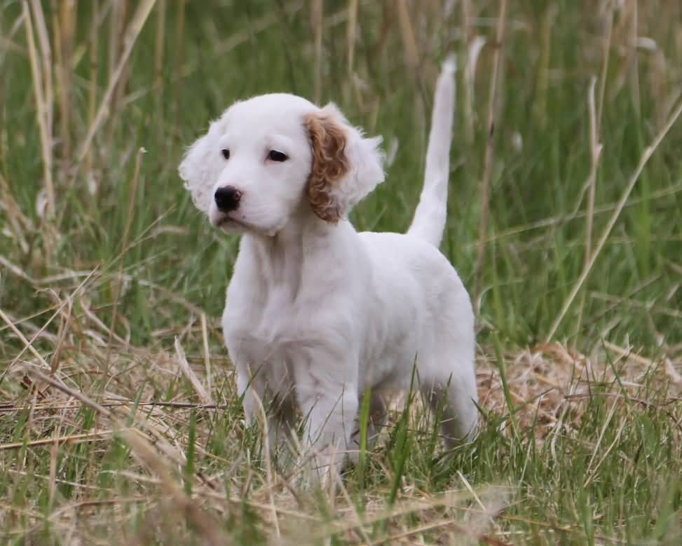 Cute White English Setter Puppy In Meadow