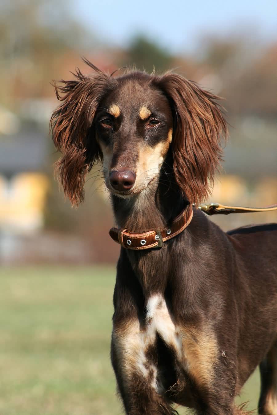 50+ Adorable Saluki Dog Pictures and Images