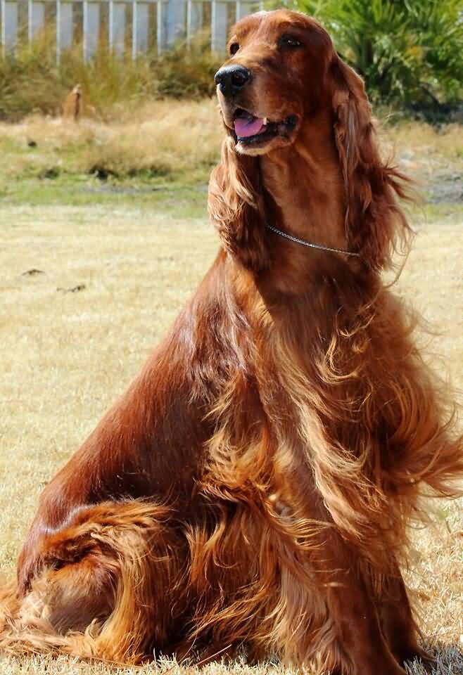 Dark Red Irish Setter Dog With Long Hair
