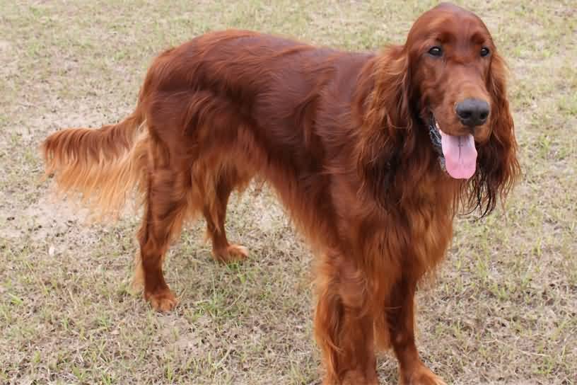 Dark Red Irish Setter Dog With Tongue Out