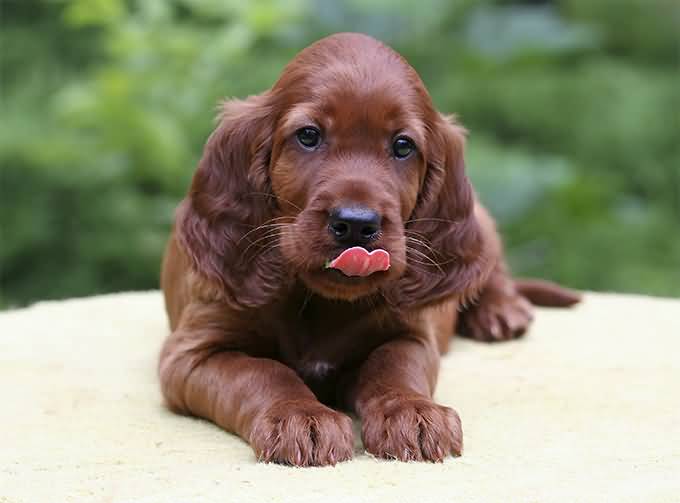 Dark Red Irish Setter Puppy With Tongue Out