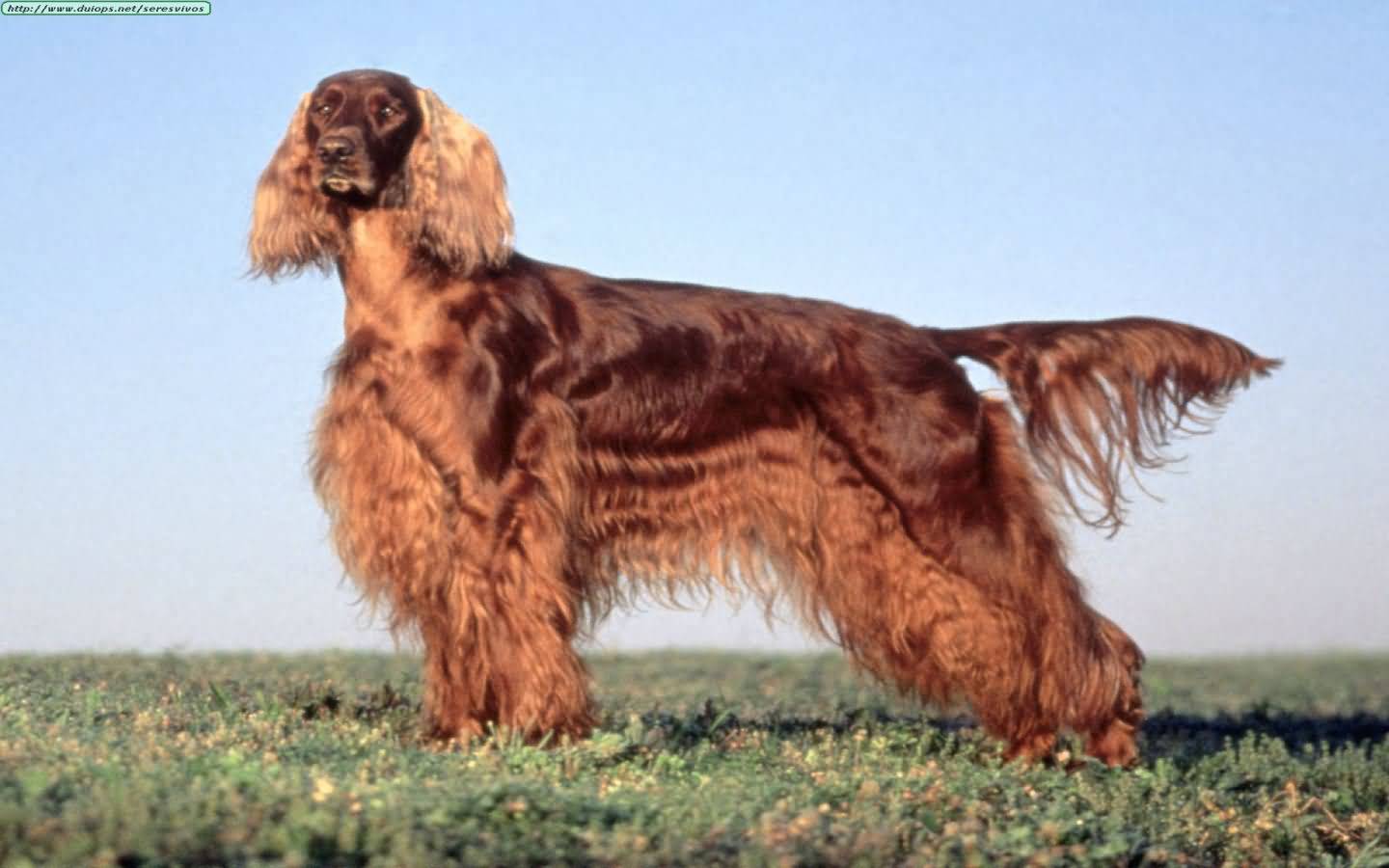 Dark Red Long Hair Irish Setter Dog