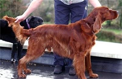 Dark Red Male Irish Setter Dog