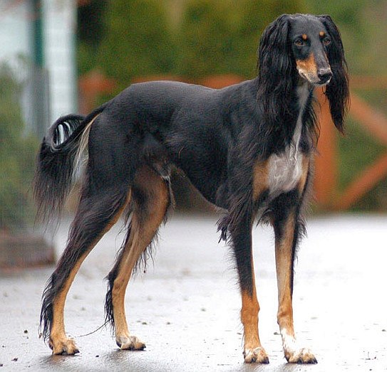 Dark Saluki Dog With Long Ears