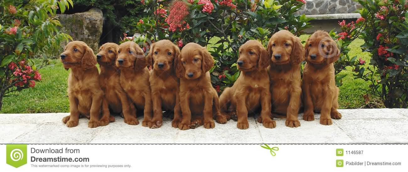 Eight Irish Setter Puppies