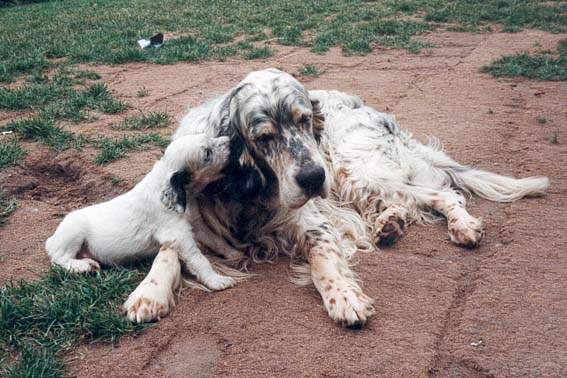 English Setter Dog And Puppy
