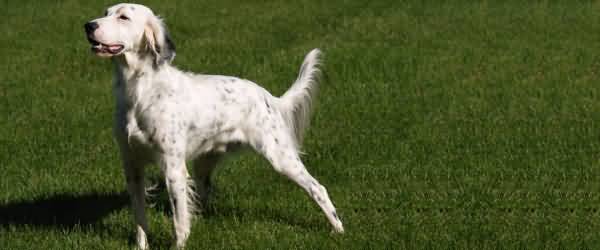 English Setter Dog In Lawn Picture