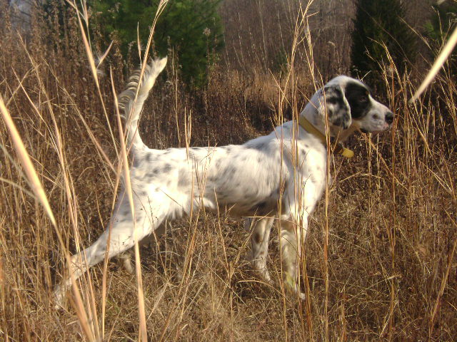 English Setter Dog In Meadow
