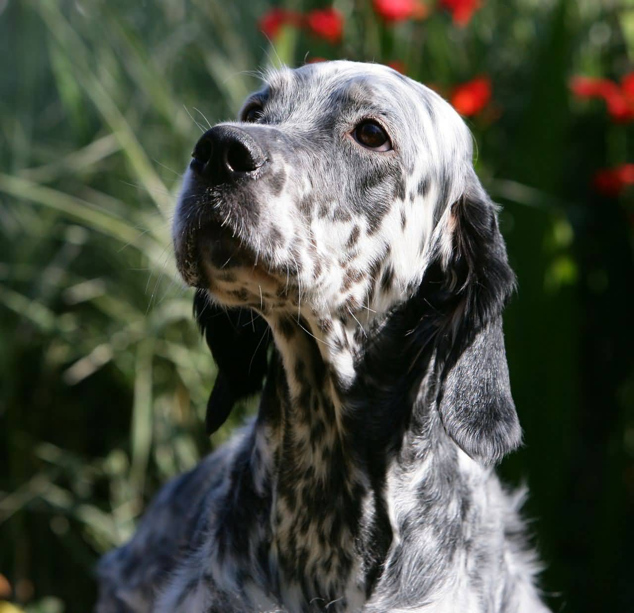 English Setter Dog Picture