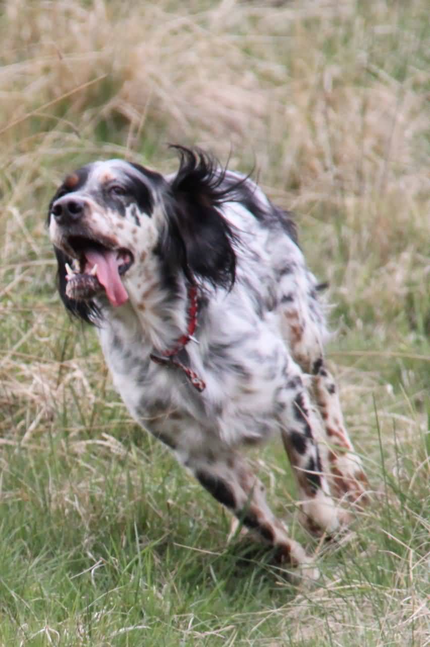 English Setter Dog Running
