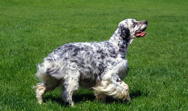 English Setter Dog Walking On Grass