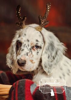 English Setter Dog Wearing Reindeer Horns