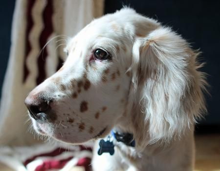 English Setter Dog With Brown Spots