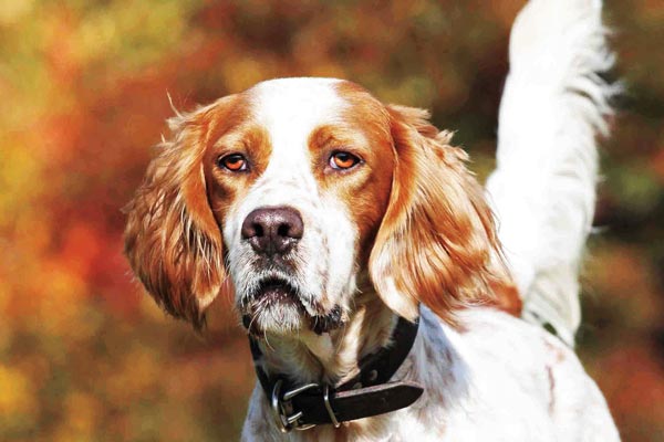 English Setter Dog With Long Ears
