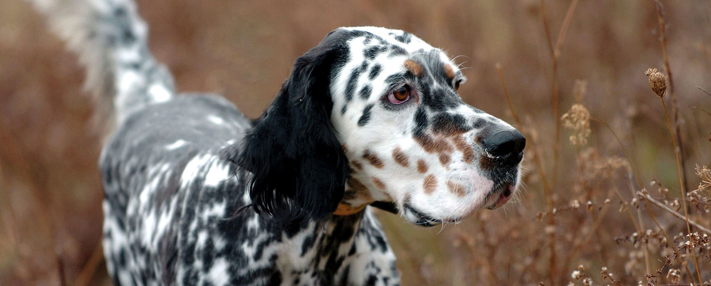 English Setter Dog With Spots