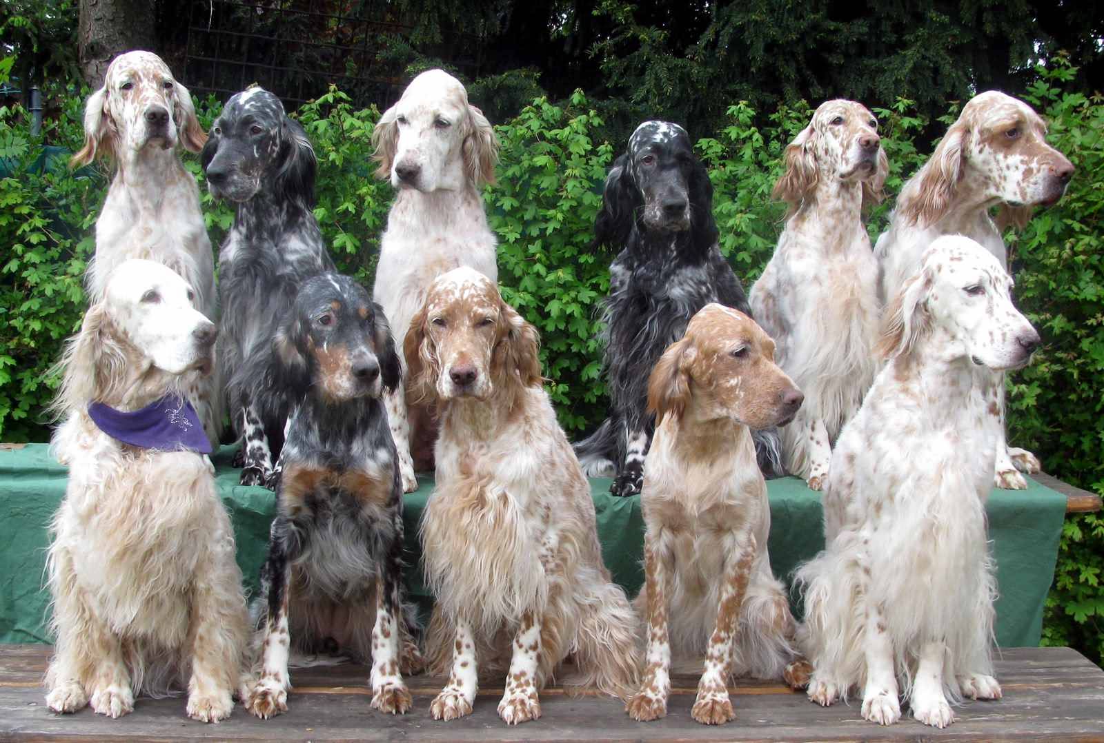English Setter Dogs Picture