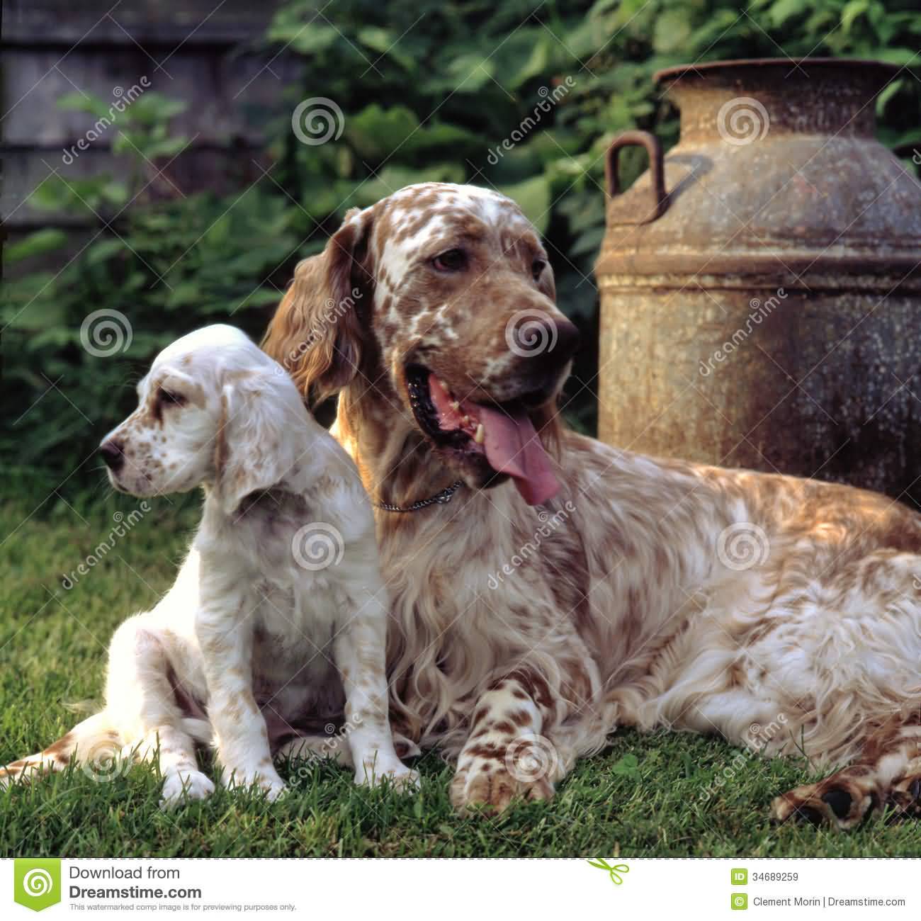English Setter Father And Son Resting On Grass